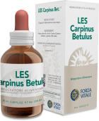 Carpinus Betulus Hornbeam 50 ml